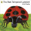 The Bad-tempered Ladybird 1