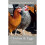 Chicken & Eggs 1