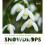 The Plant Lover's Guide to Snowdrops 1