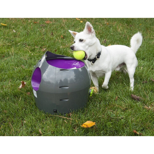 Automatic ball thrower for fashion a dog