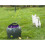 PetSafe PetSafe Automatic Ball Launcher | Auto Dog Ball Throwing Device 3
