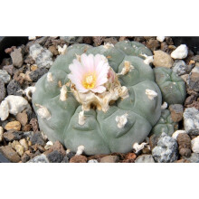 20 Saflax Peyote Seeds | Lophophora Williamsii Seeds