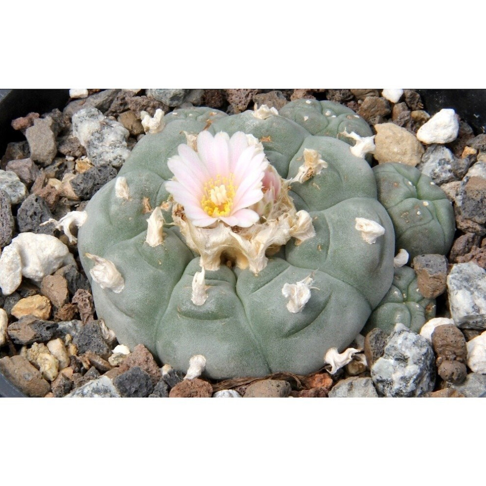 20 Saflax Peyote Seeds | Lophophora Williamsii Seeds