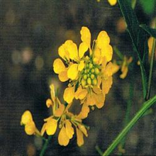 Dr Bach Mustard Bach Flower Remedy