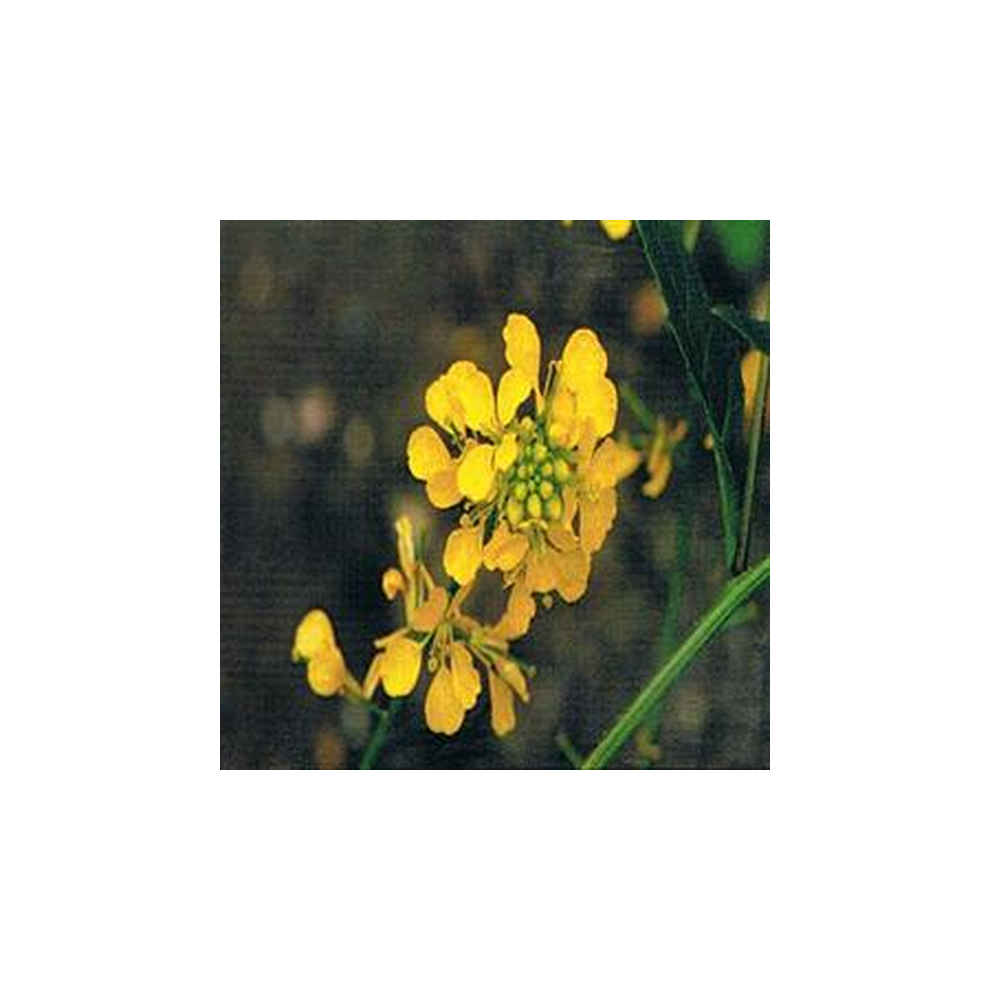 Dr Bach Mustard Bach Flower Remedy