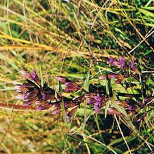 Dr Bach Gentian Bach Flower Remedy