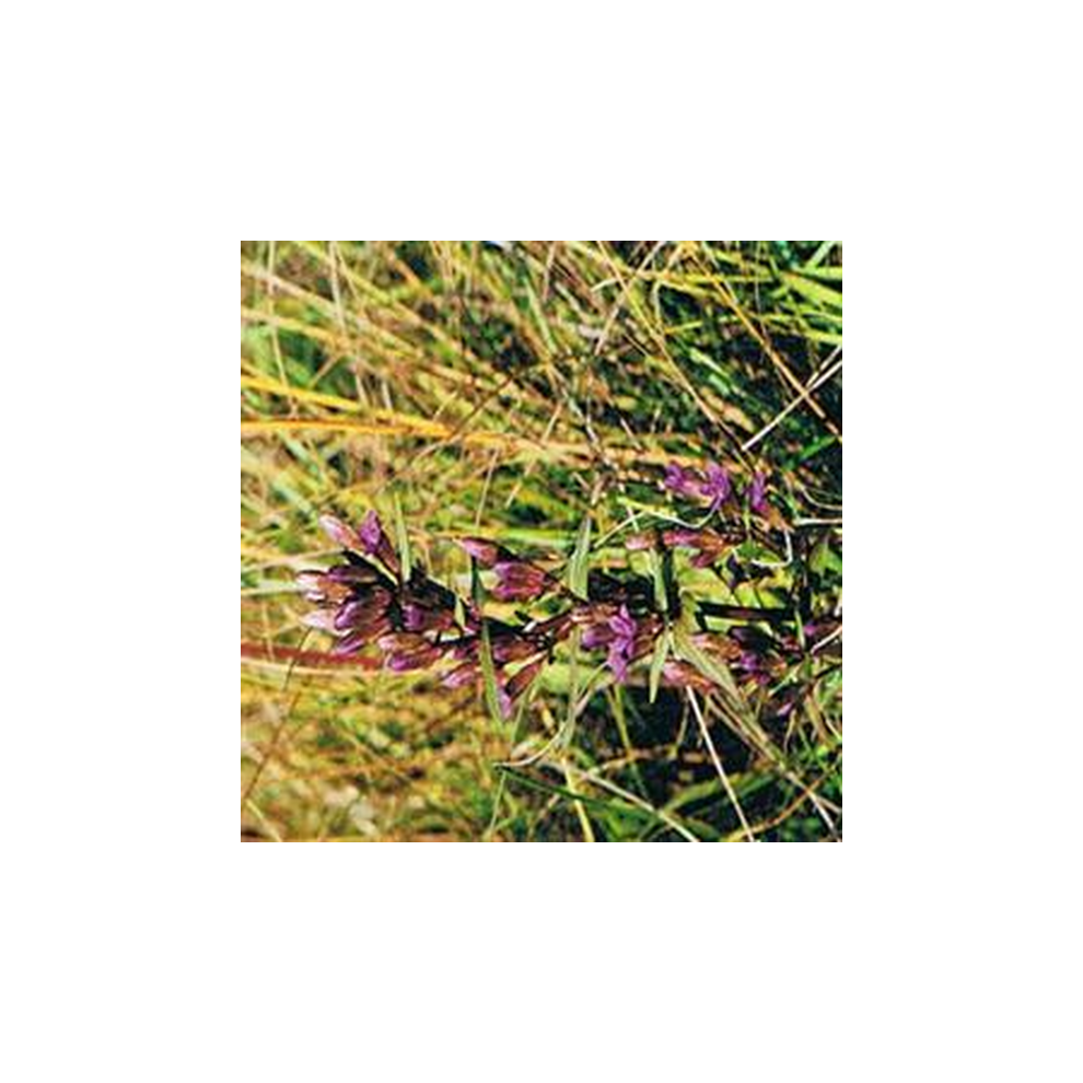 Dr Bach Gentian Bach Flower Remedy
