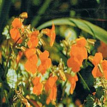 Dr Bach Mimulus Bach Flower Remedy