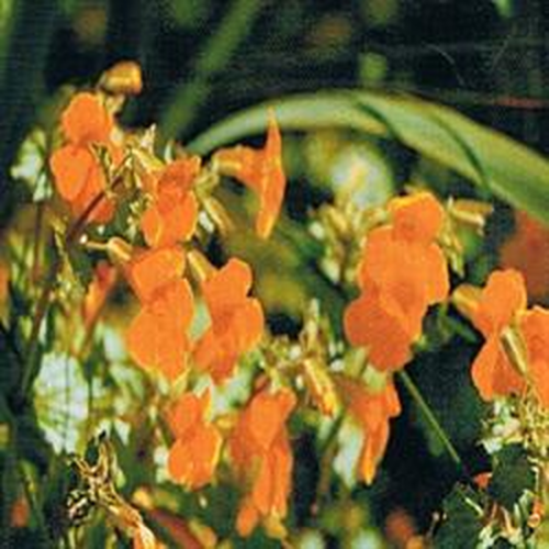Dr Bach Mimulus Bach Flower Remedy