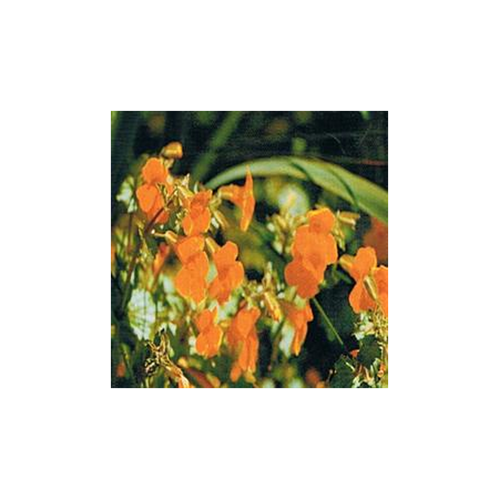 Dr Bach Mimulus Bach Flower Remedy