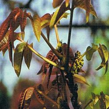 Dr Bach Walnut Bach Flower Remedy