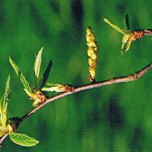 Dr Bach Hornbeam Bach Flower Remedy