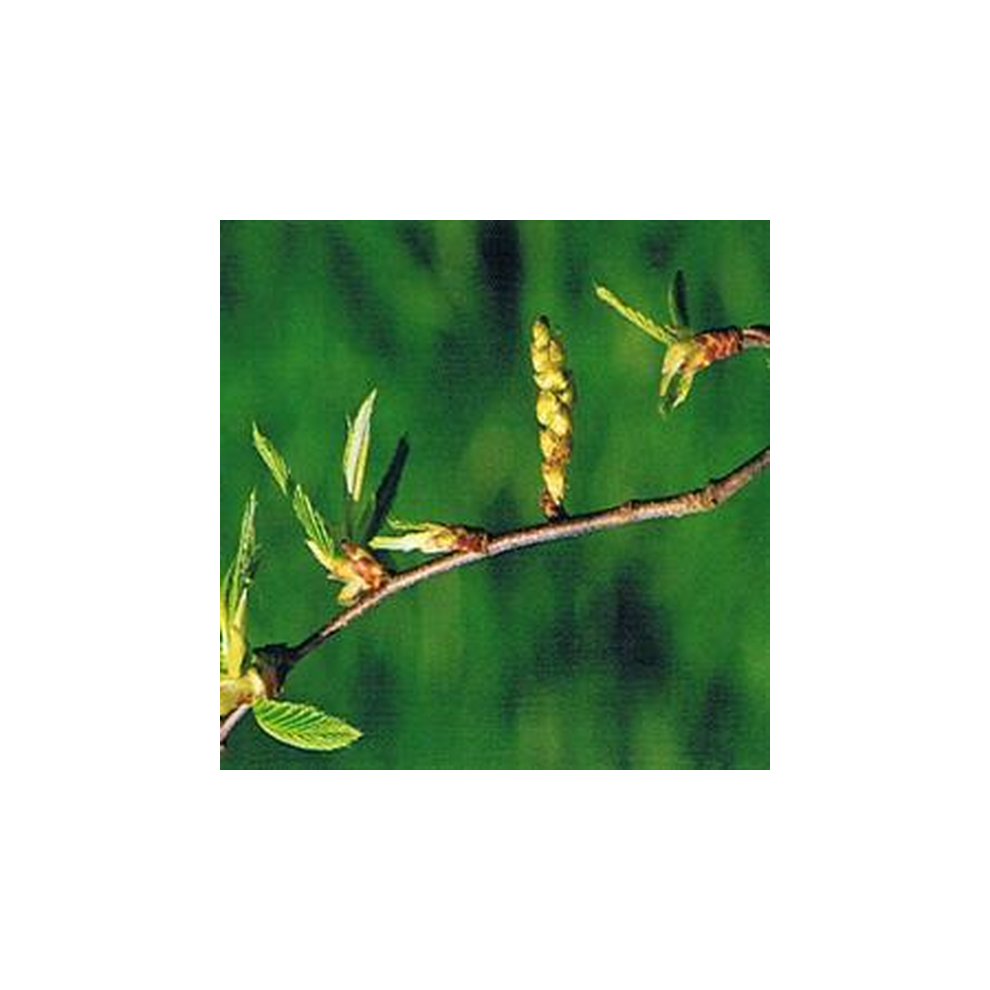 Dr Bach Hornbeam Bach Flower Remedy