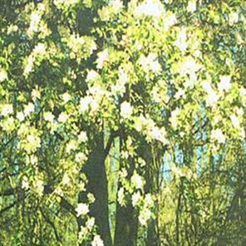 Dr Bach Crab Apple Bach Flower Remedy