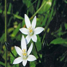Dr Bach Star of Bethlehem Bach Flower Remedy