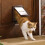 PetSafe (SMALL BROWN 730EF) Cat/ Dog Flap For Small Pets (Lockable) By Petsafe 2