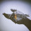 Gregory Alan Isakov - Gregory Alan Isakov With the Colorado Symphony [VINYL] 1