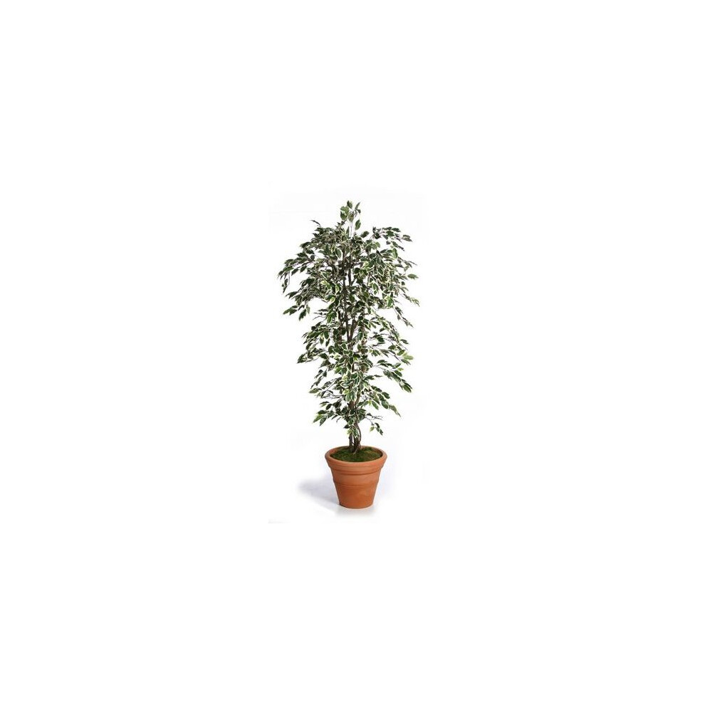 Just Artificial Green (Variegated, 180Cm) Artificial Silk Fat Ficus Tree 180Cm