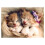 Trefl 500 Piece Jigsaw Puzzles Sleeping Kittens Animals 1