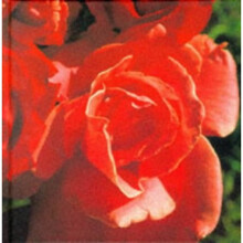Colour Garden:Red