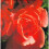 Colour Garden:Red 1