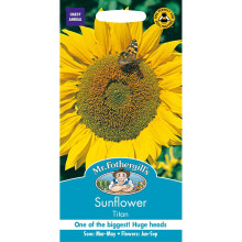 Mr Fothergills - Pictorial Packet - Flower - Sunflower Titan - 25 Seeds