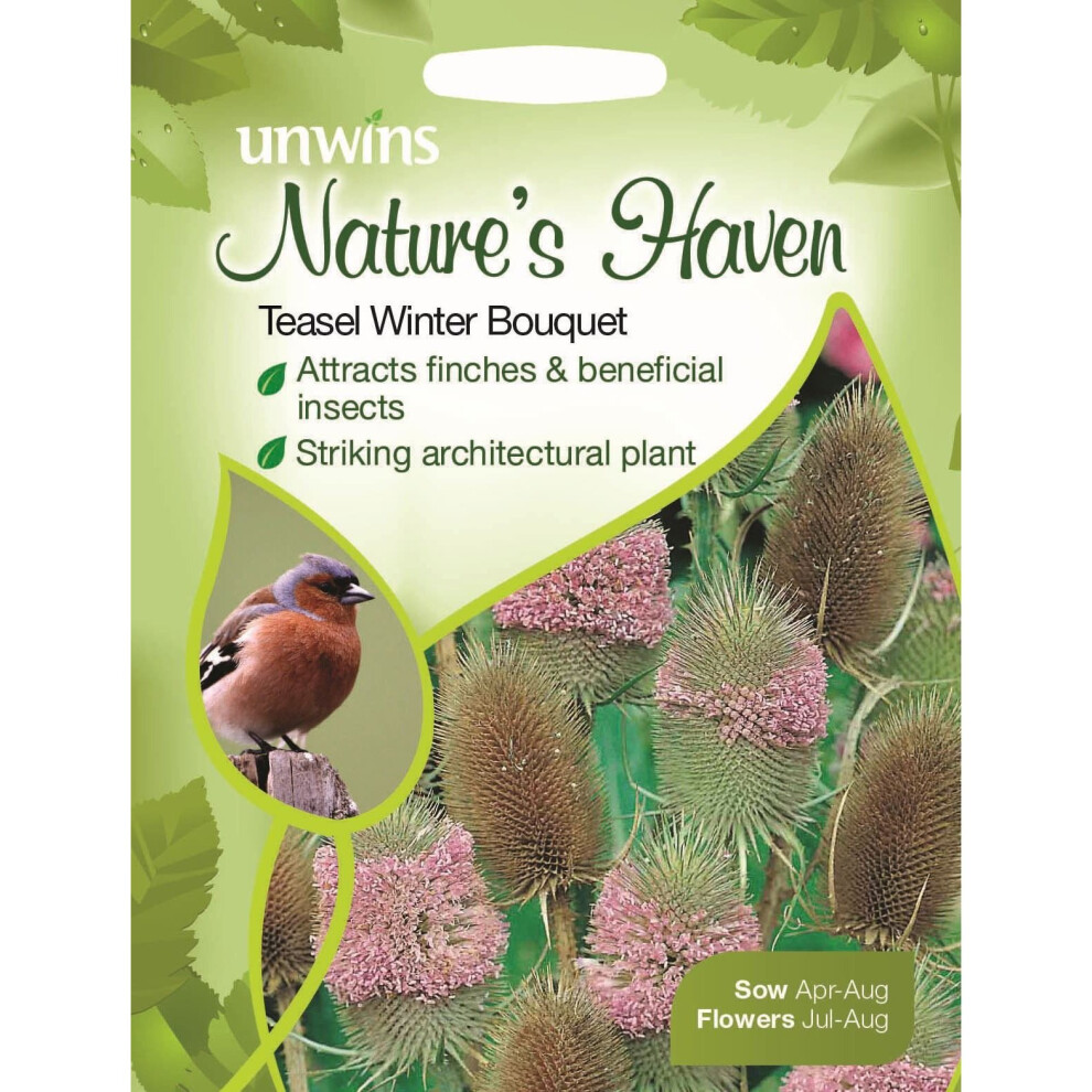 Unwins Pictorial Packet - Natures Heaven Teasel Winter Bouquet - 200 Seeds