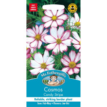 Mr Fothergills - Pictorial Packet - Flower - Cosmos Candy Stripe - 60 Seeds