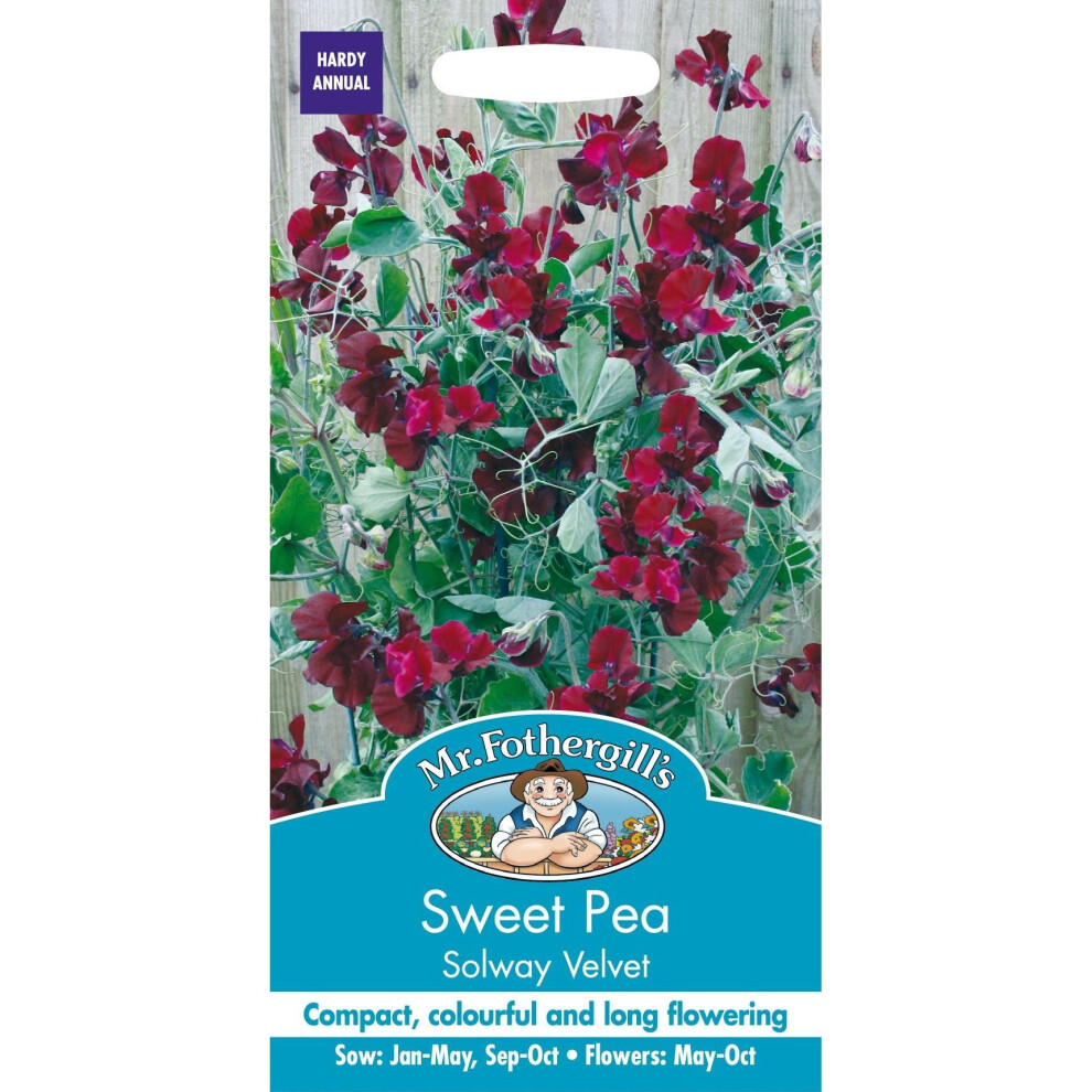 Mr Fothergills - Pictorial Packet - Flower - Sweet Pea - Solway Velvet - 20 Seeds