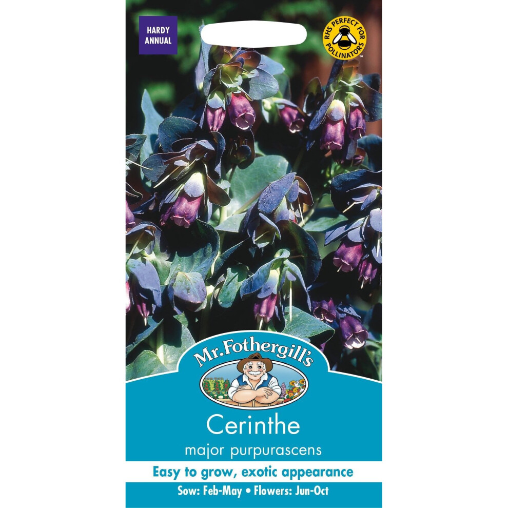 Mr Fothergills - Pictorial Packet - Flower - Cerinthe major purpurascens - 15 Seeds