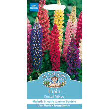 Mr Fothergills - Pictorial Packet - Flower - Lupin Russell Mixed - 75 Seeds