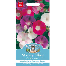 Mr Fothergills - Pictorial Packet - Flower - Morning Glory Choice Mixed - 50 Seeds