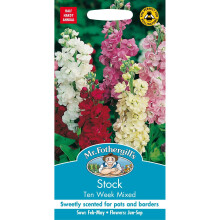 Mr Fothergills - Pictorial Packet - Flower - Stock Ten Week Mixed - 250 Seeds