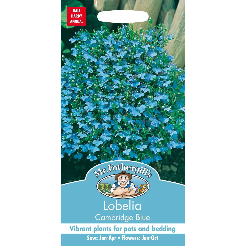 Mr Fothergills - Pictorial Packet - Flower - Lobelia Cambridge Blue - 2500 Seeds