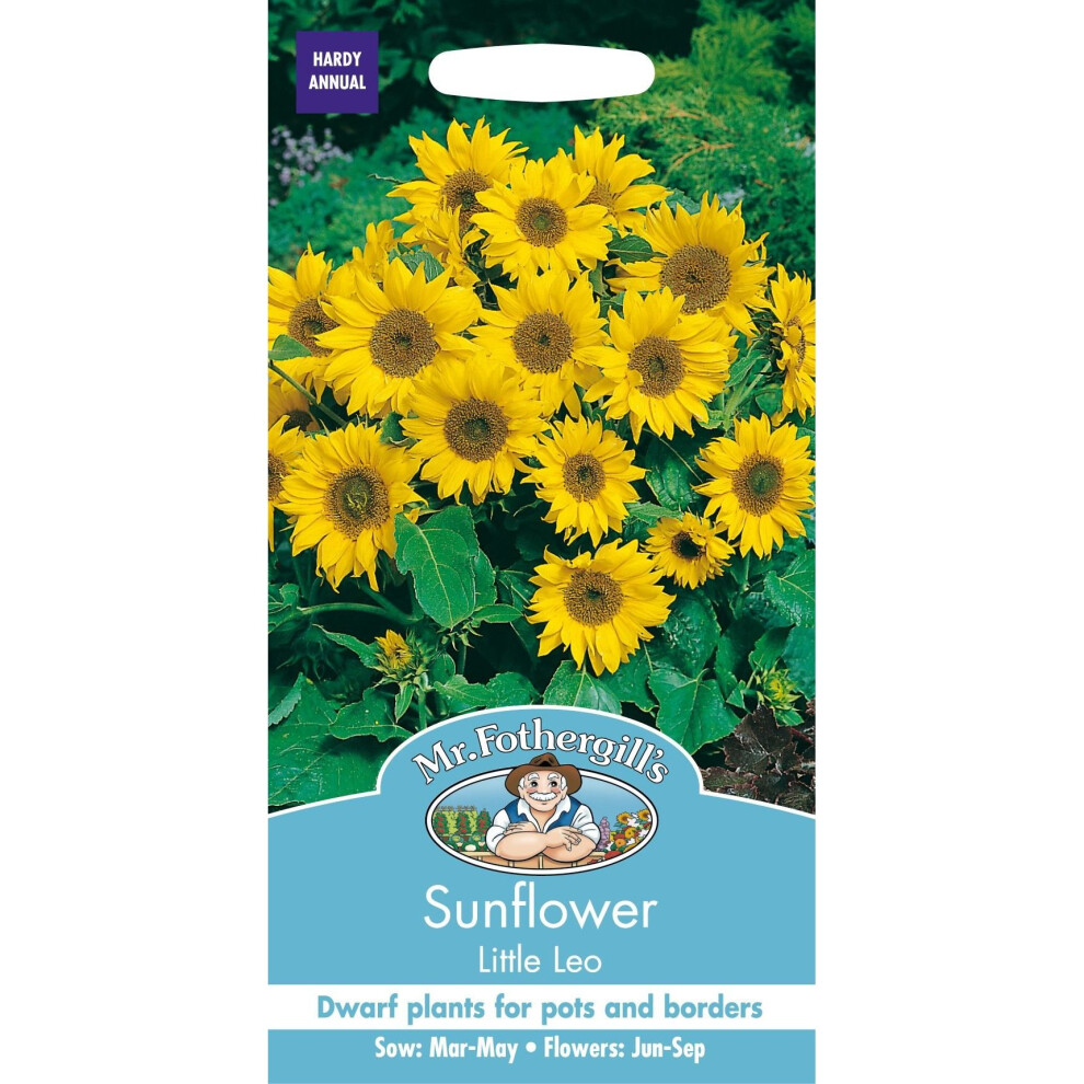 Mr Fothergill's - Pictorial Packet - Flower - Sunflower Little Leo - 25 Seeds Yellow