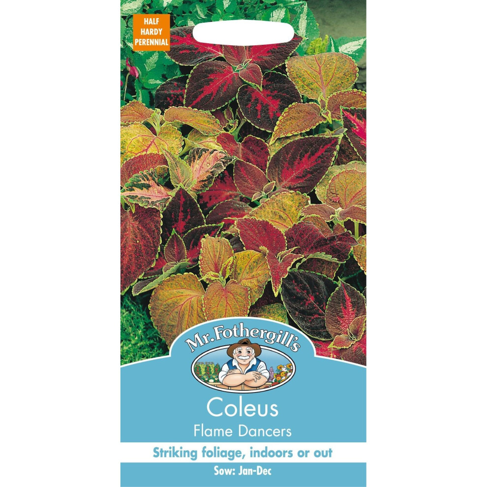 Mr Fothergills - Pictorial Packet - Flower - Coleus - Flame Dancers - 100 Seeds