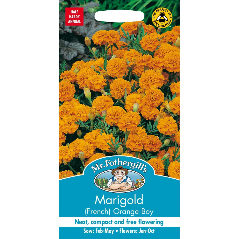 Mr Fothergills - Pictorial Packet - Flower - Marigold (French) Orange Boy - 60 Seeds