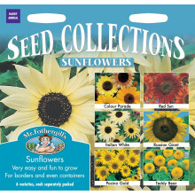 Mr Fothergills Sunflower Collection Pictorial Packet - 6 Varieties: Colour Parade, Red Sun, Italian White, Russian Giant, Pacino Gold & Teddy Bear