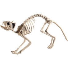Halloween skeleton cat decoration
