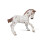 Poulain Apaloosa 1