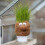 Mr Grasshead - - Board Game 1