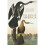 The Birds of America 1
