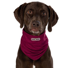 Insect Shield® Dog Loop - Invisible, Odourless Insect Protection (xs - Neck 24 - dog insect shield loop sizes