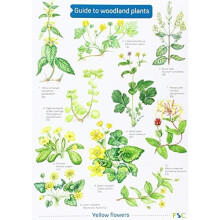 Guide to Woodland Plants (Field Studies Council Occasional Publications)