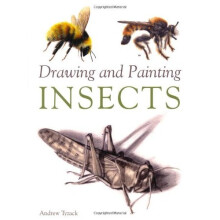 Drawing and Painting Insects