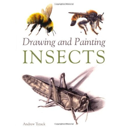 Drawing and Painting Insects