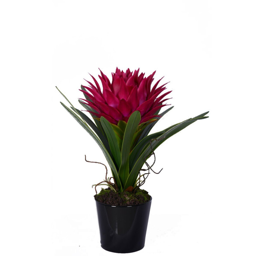 Fiori Pink Tropical Plant with Black Ceramic Pot