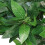 Leaf Extra Large Artificial Bay Tree 120cm | Cone Shaped Bay Tree 2