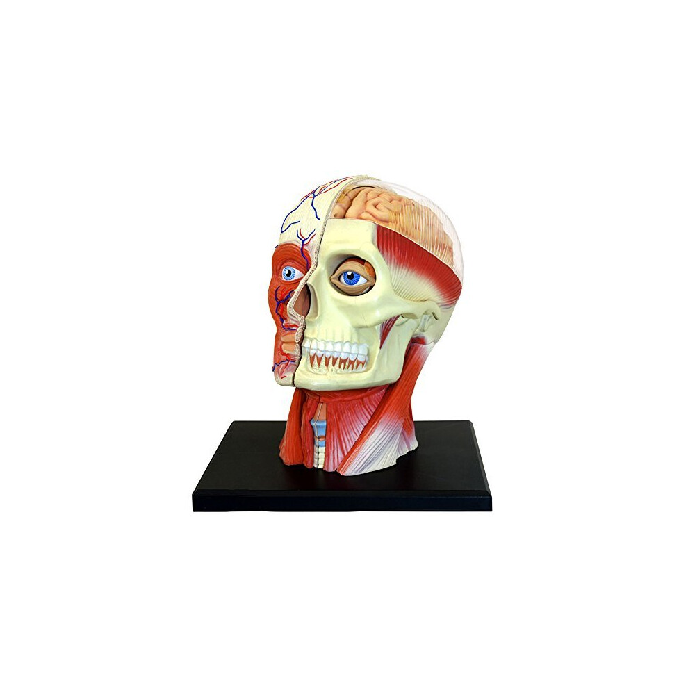 4D Vision Human Head Anatomy Model