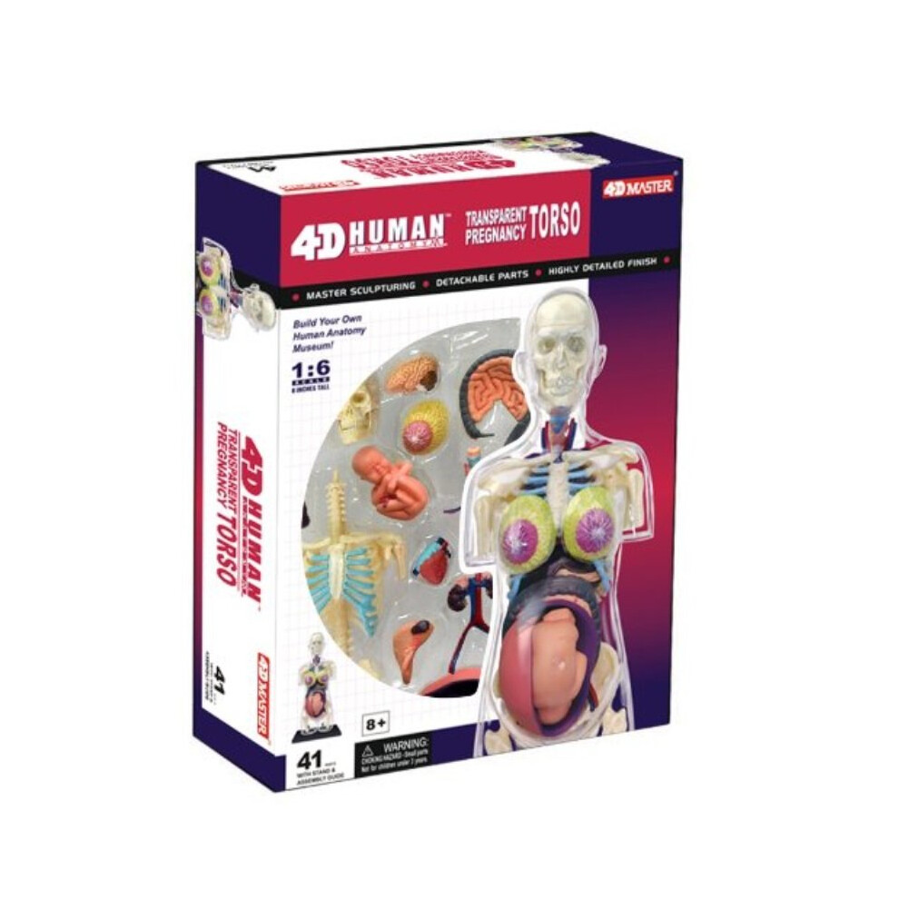 Mod?le anatomique transparent du torse de la femme enceinte Famemaster 4D-Vision